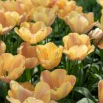 Bulbes à fleurs à planter à l'automne - Tulipe Apricot Foxx (x8) - face recto